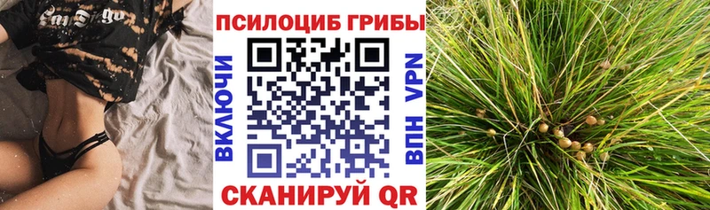 Псилоцибиновые грибы MAGIC MUSHROOMS  площадка клад  Кизляр 